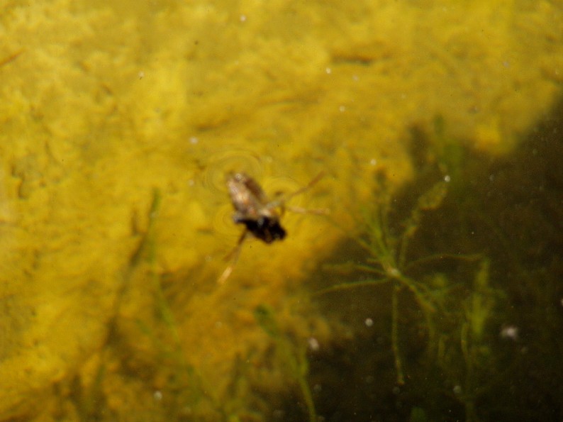 Il Laghetto del Centro di Entomologia - Piombino (LI)